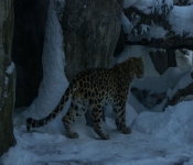 2019 02 21 MNNewZoo 020